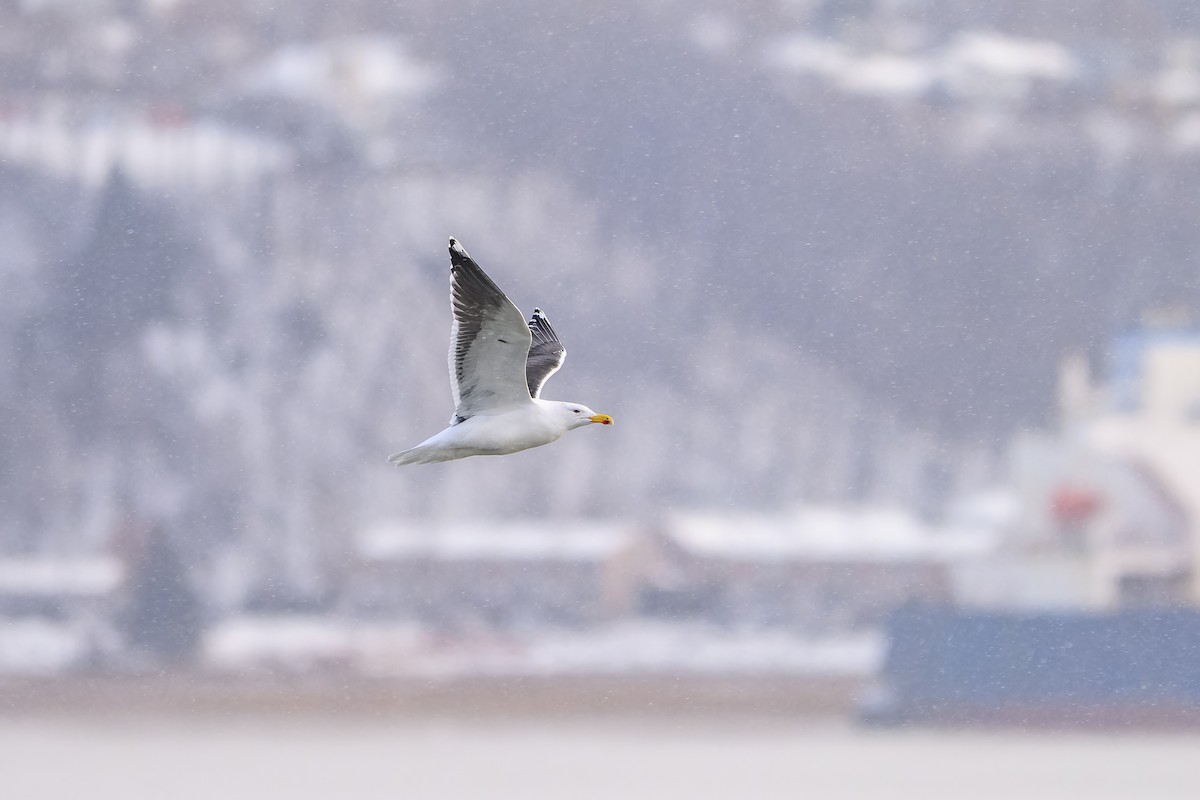 Great Black-backed Gull - ML646323658