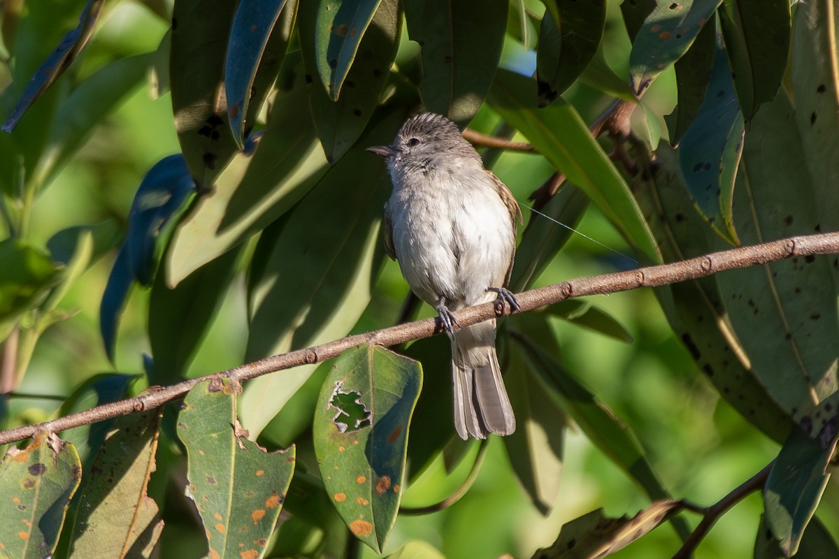 Southern Beardless-Tyrannulet - ML646323659