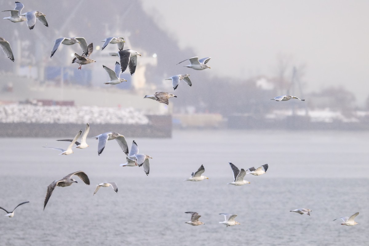 Great Black-backed Gull - ML646323660