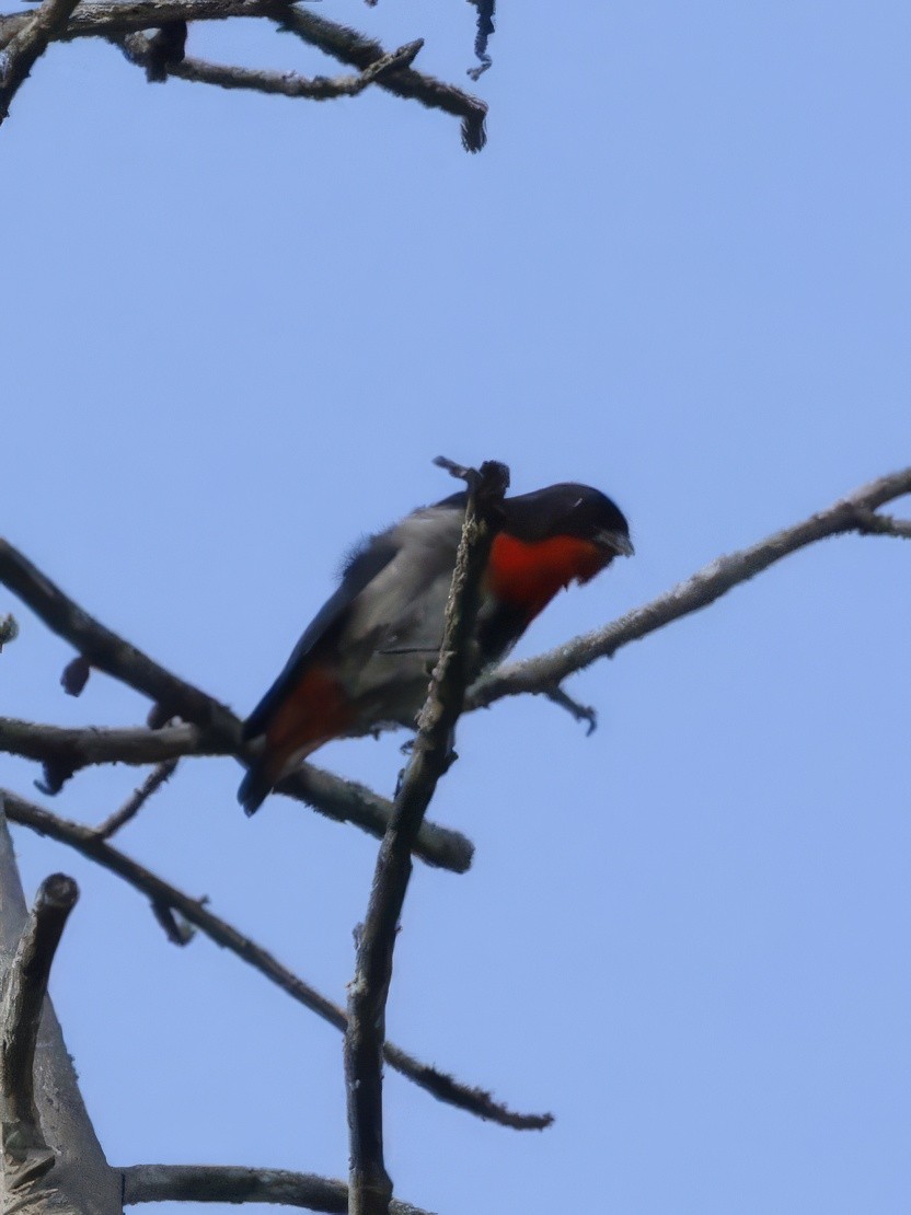Mistletoebird - ML646323665