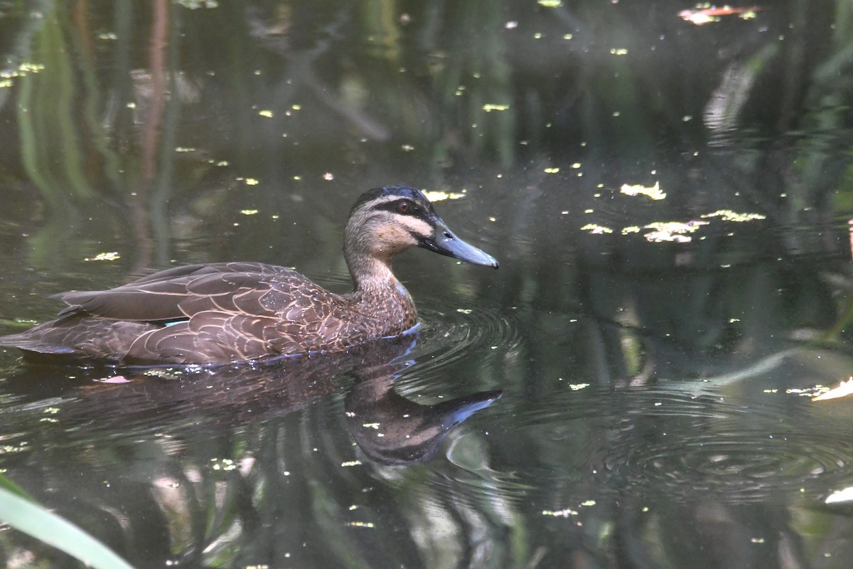 Pacific Black Duck - ML646323666
