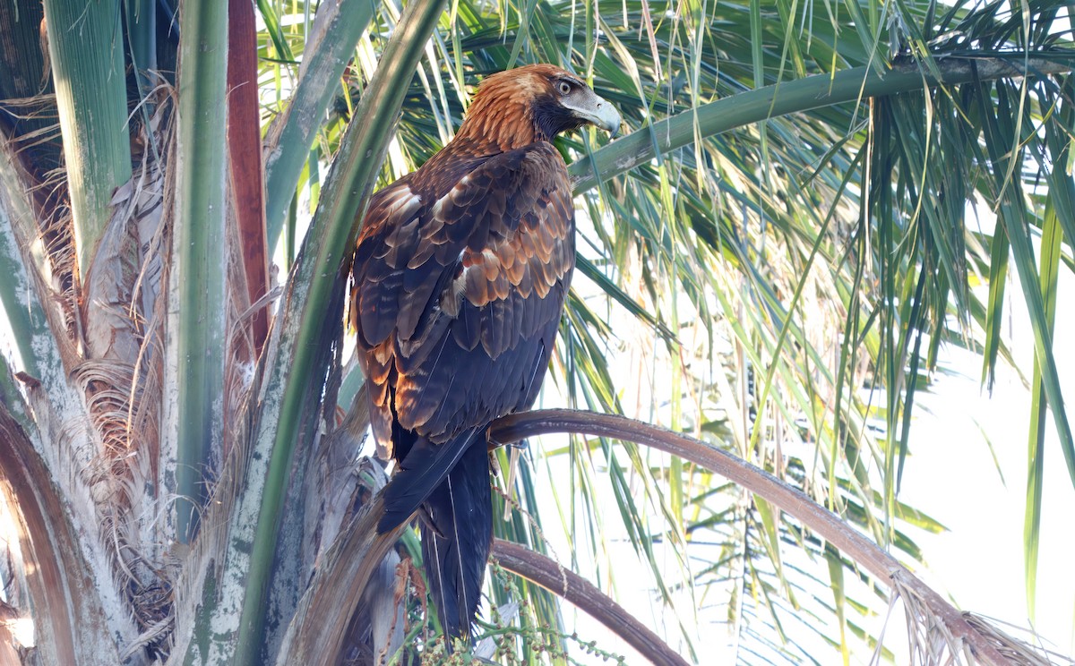 Wedge-tailed Eagle - ML646323674