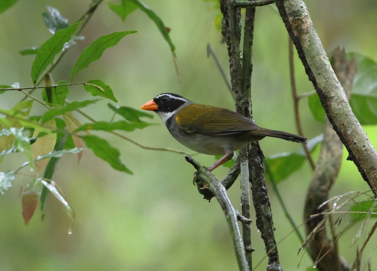 Orange-billed Sparrow - ML646323678