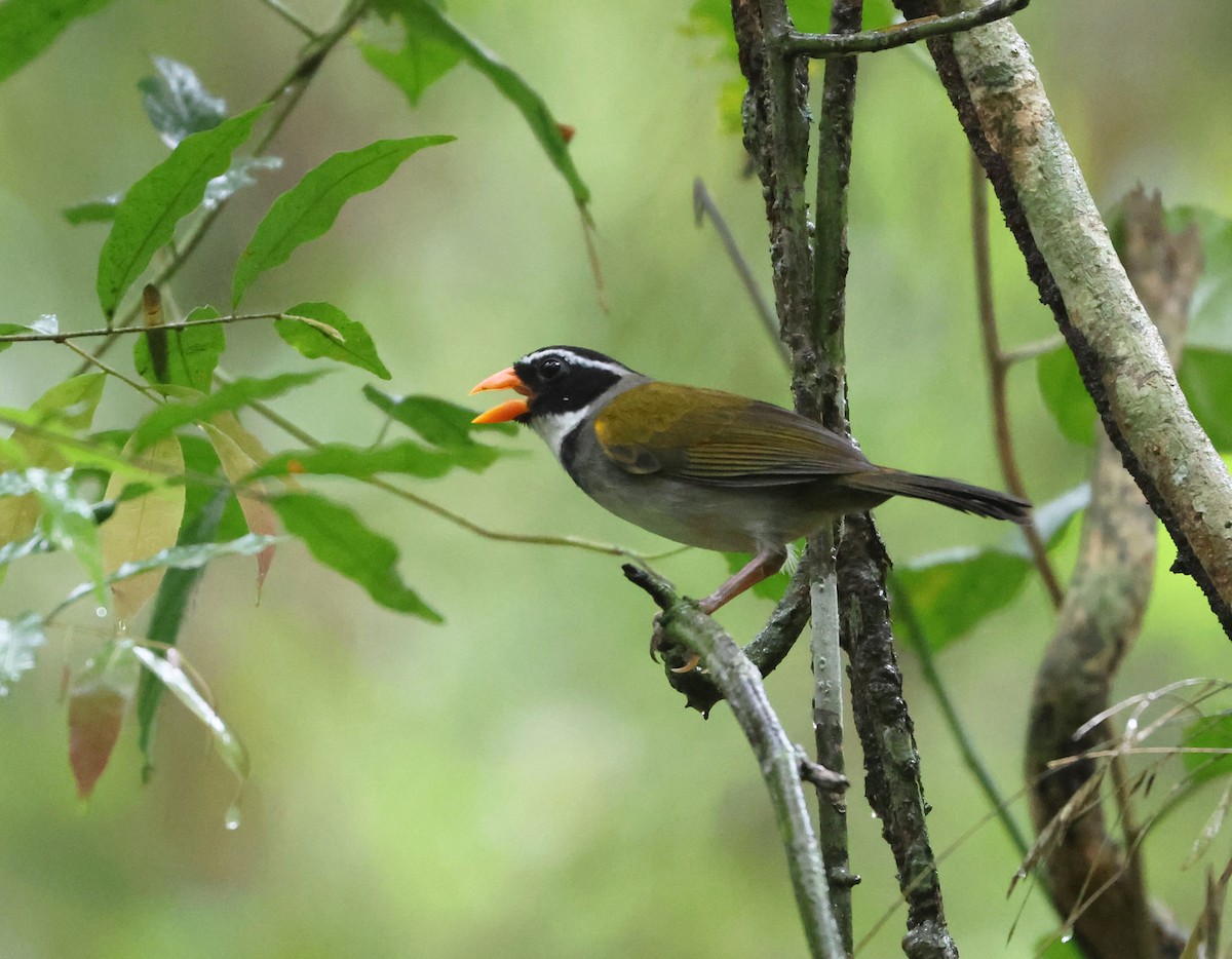 Orange-billed Sparrow - ML646323679