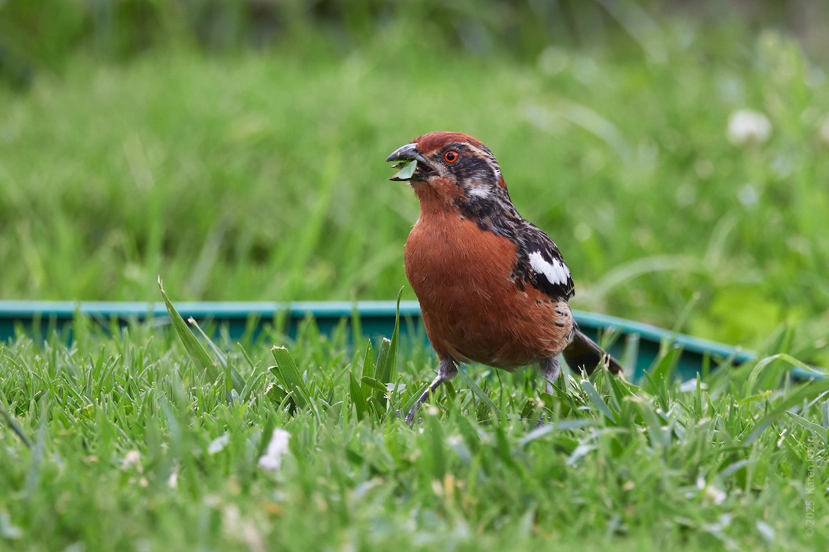 Rufous-tailed Plantcutter - ML646323680