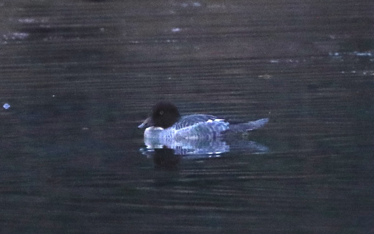 Common Goldeneye - ML646323681