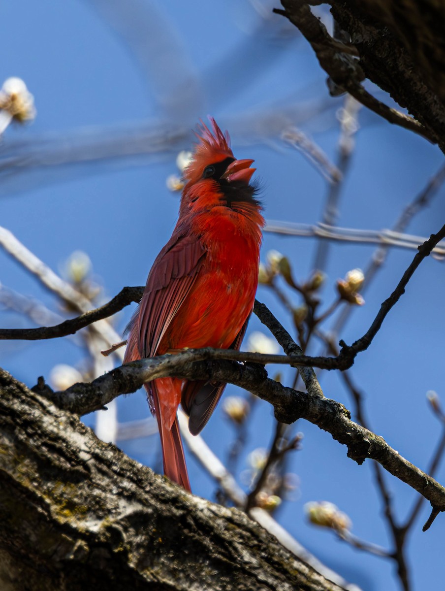 Cardinal rouge - ML646323682