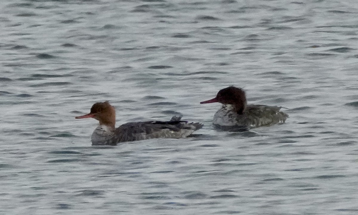 Red-breasted Merganser - ML646323683