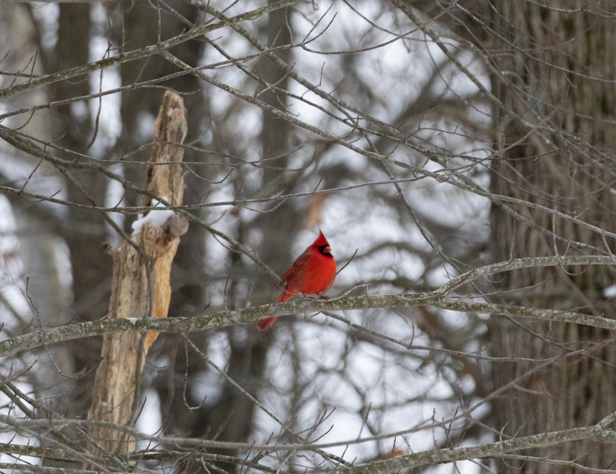 Cardinal rouge - ML646323684