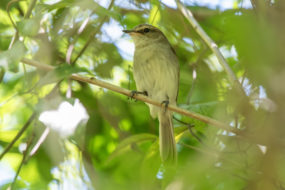 Fuscous Flycatcher - ML646323696