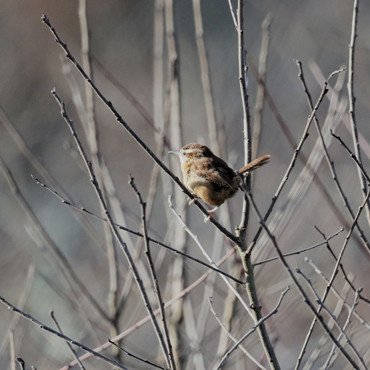 Carolina Wren - ML646323697