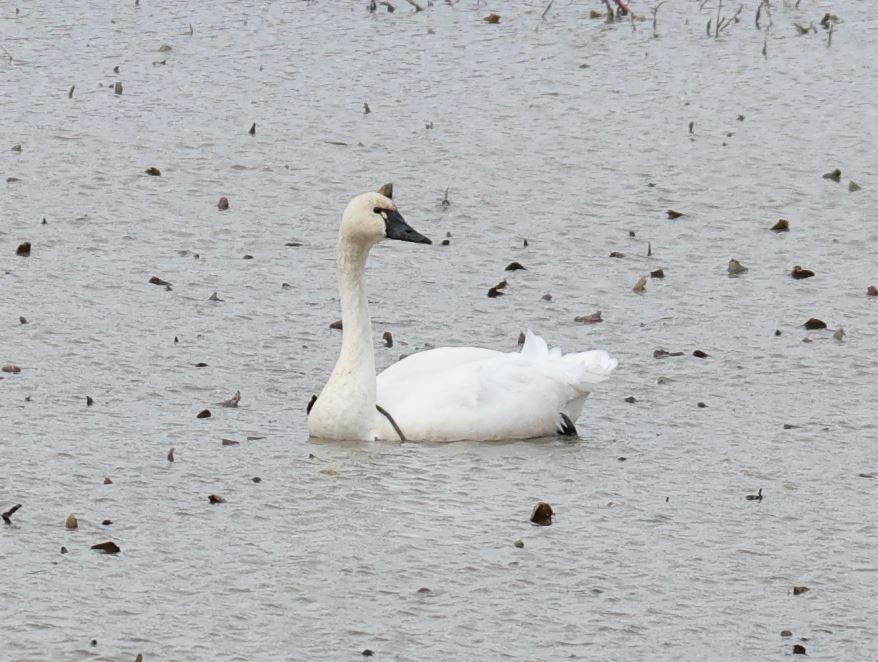 Tundra Swan - ML646323698