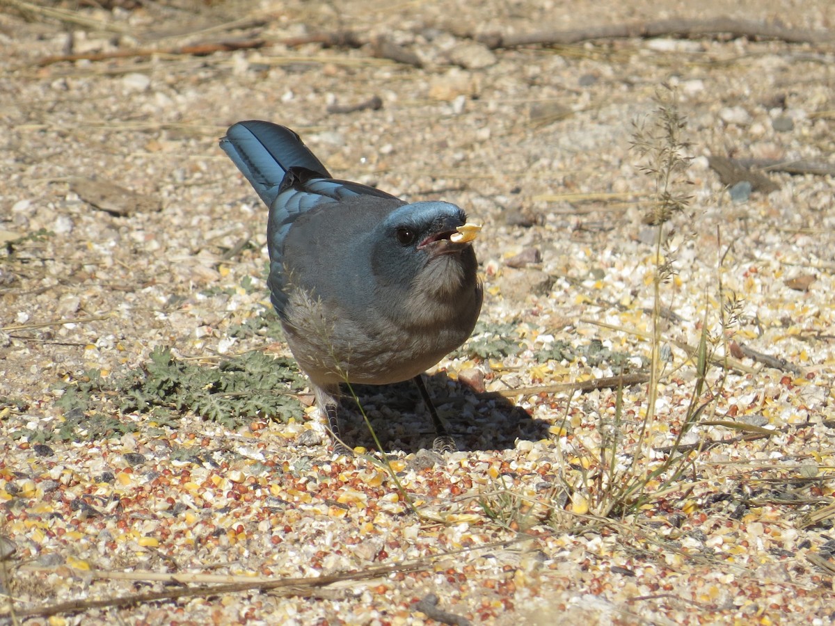 mexicoskrike - ML646323704