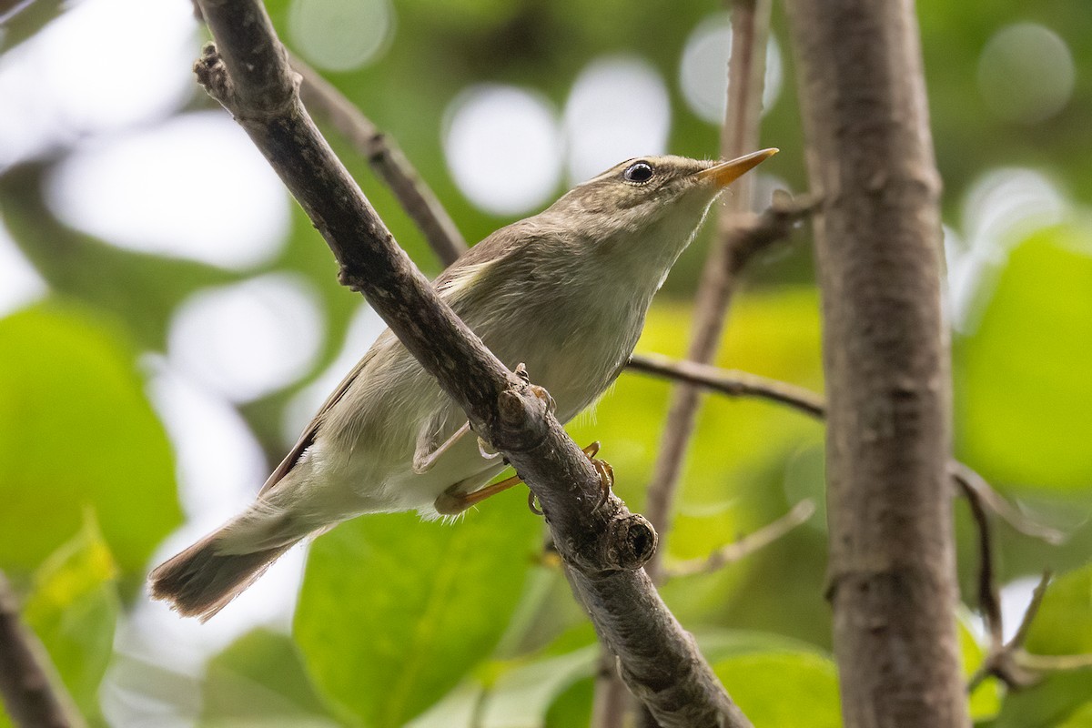 Arctic Warbler - ML646323705