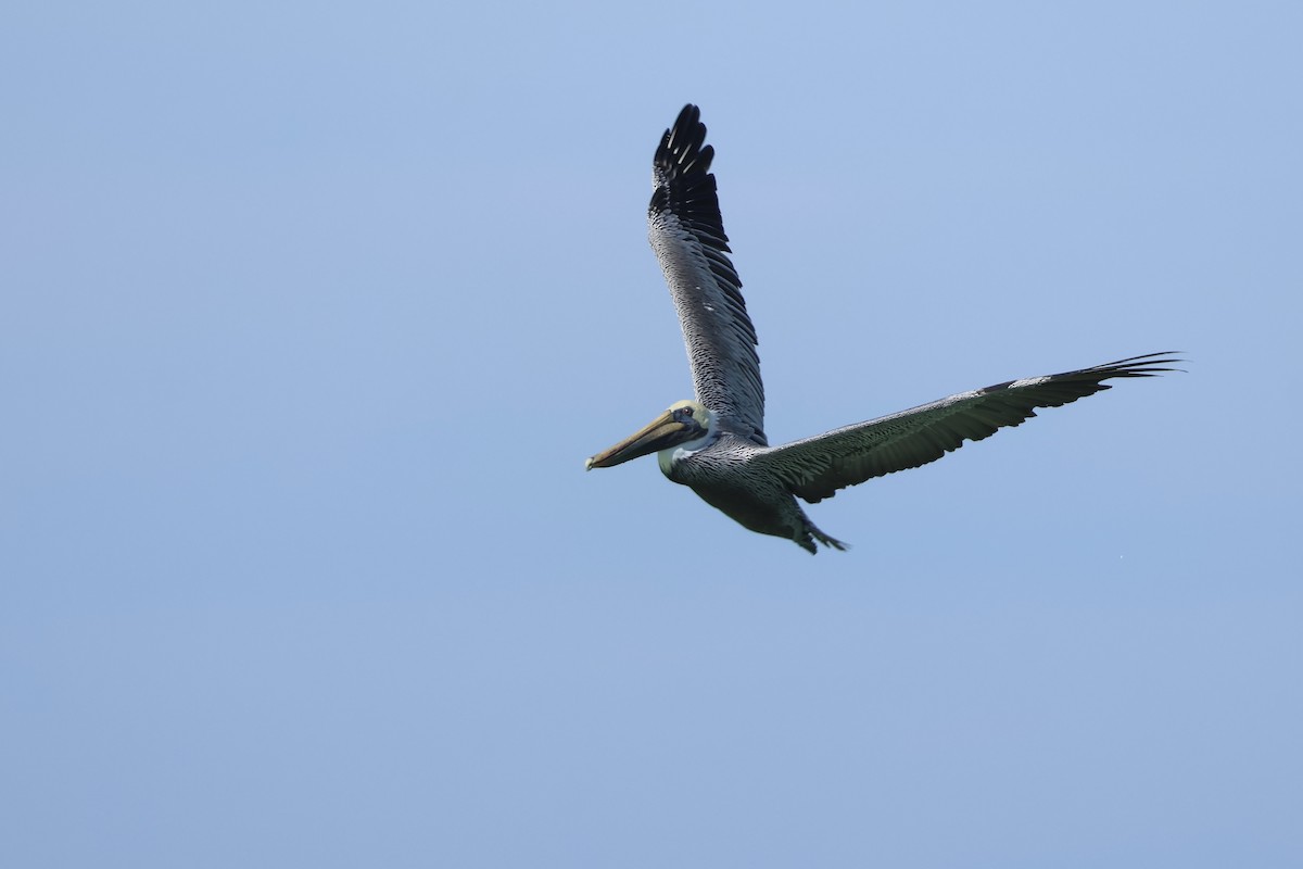 brunpelikan - ML646323711