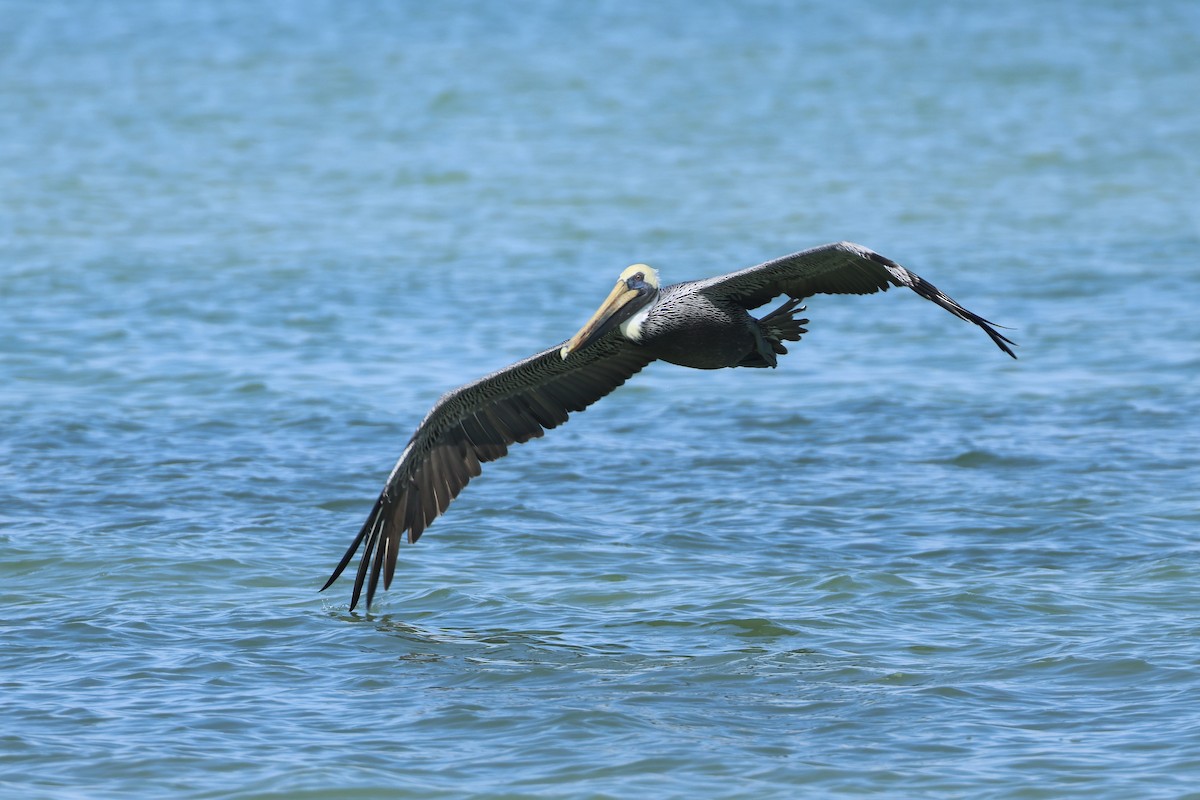 brunpelikan - ML646323712