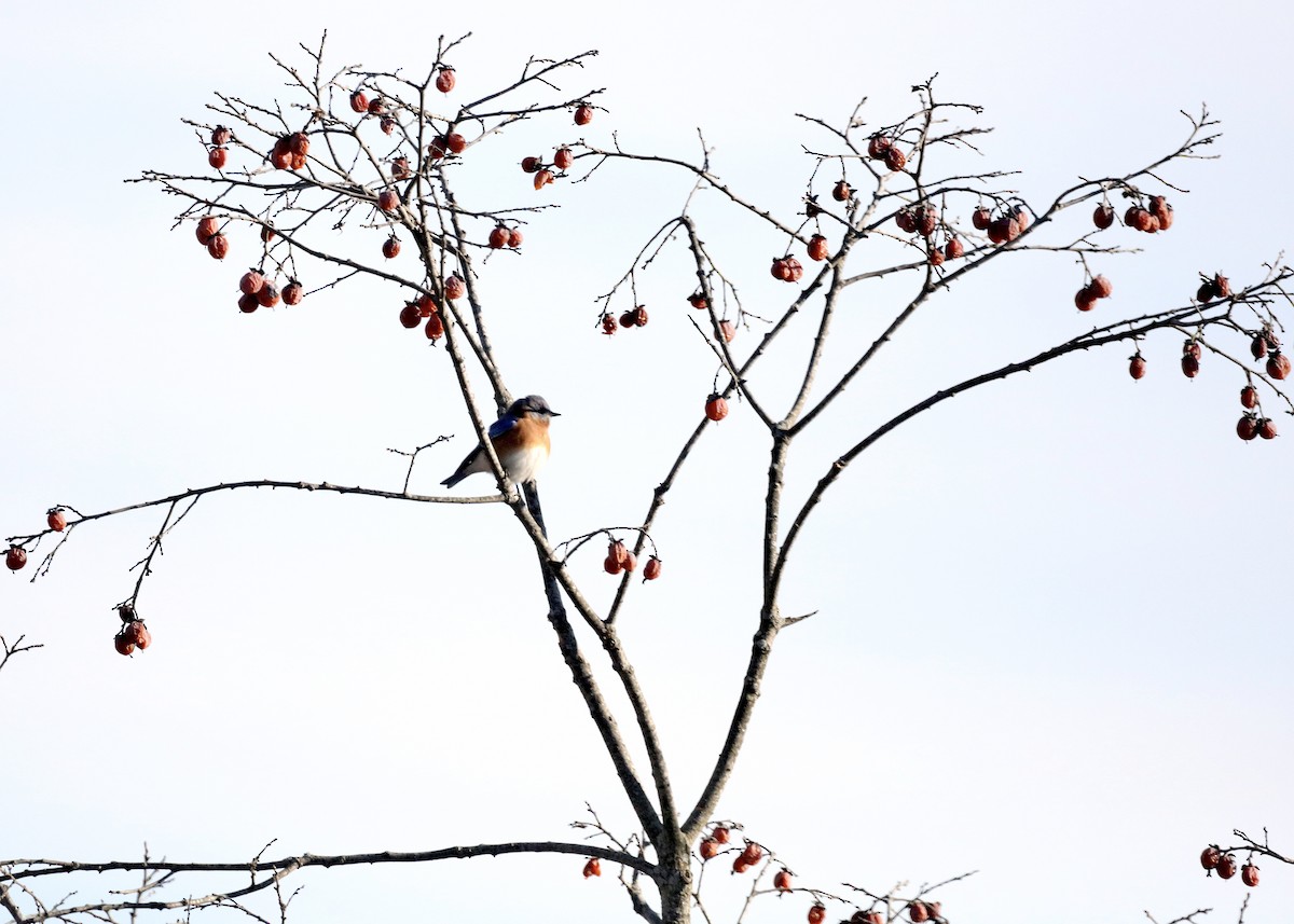 østblåfugl - ML646323713