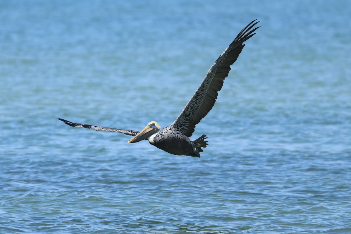 brunpelikan - ML646323714