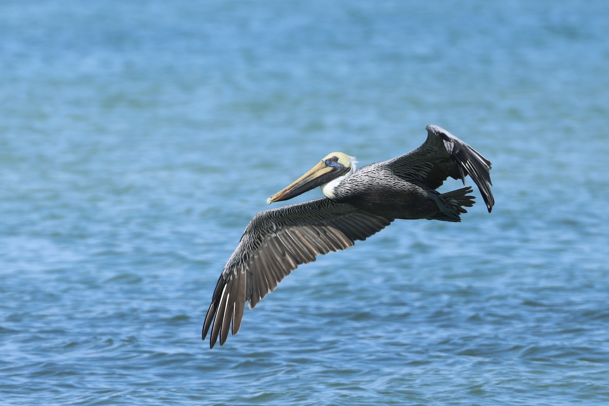 brunpelikan - ML646323715