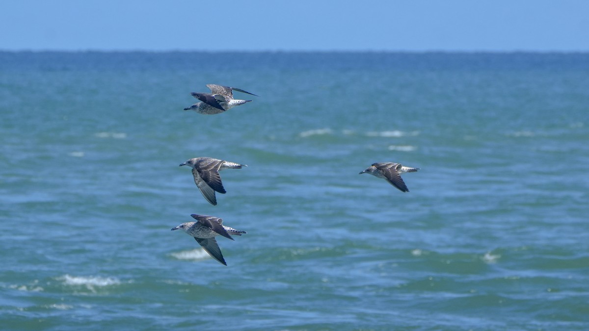 sildemåke - ML646323716