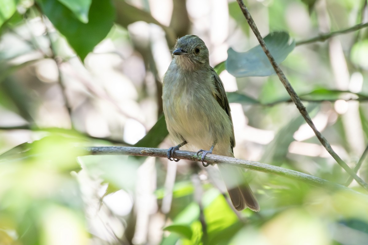 lysbuktyrakin - ML646323717