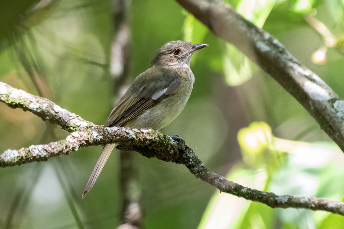 lysbuktyrakin - ML646323718