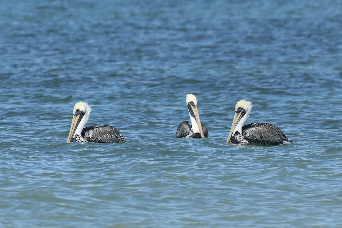 brunpelikan - ML646323719