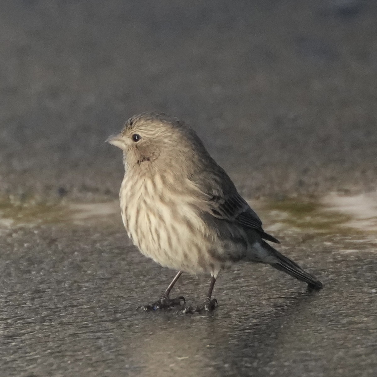 husrosenfink - ML646323720