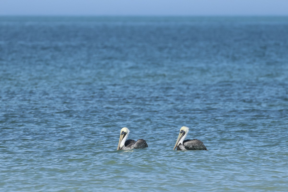 brunpelikan - ML646323721