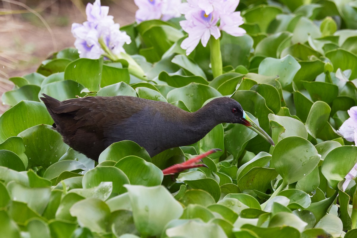 blyrikse - ML646323722