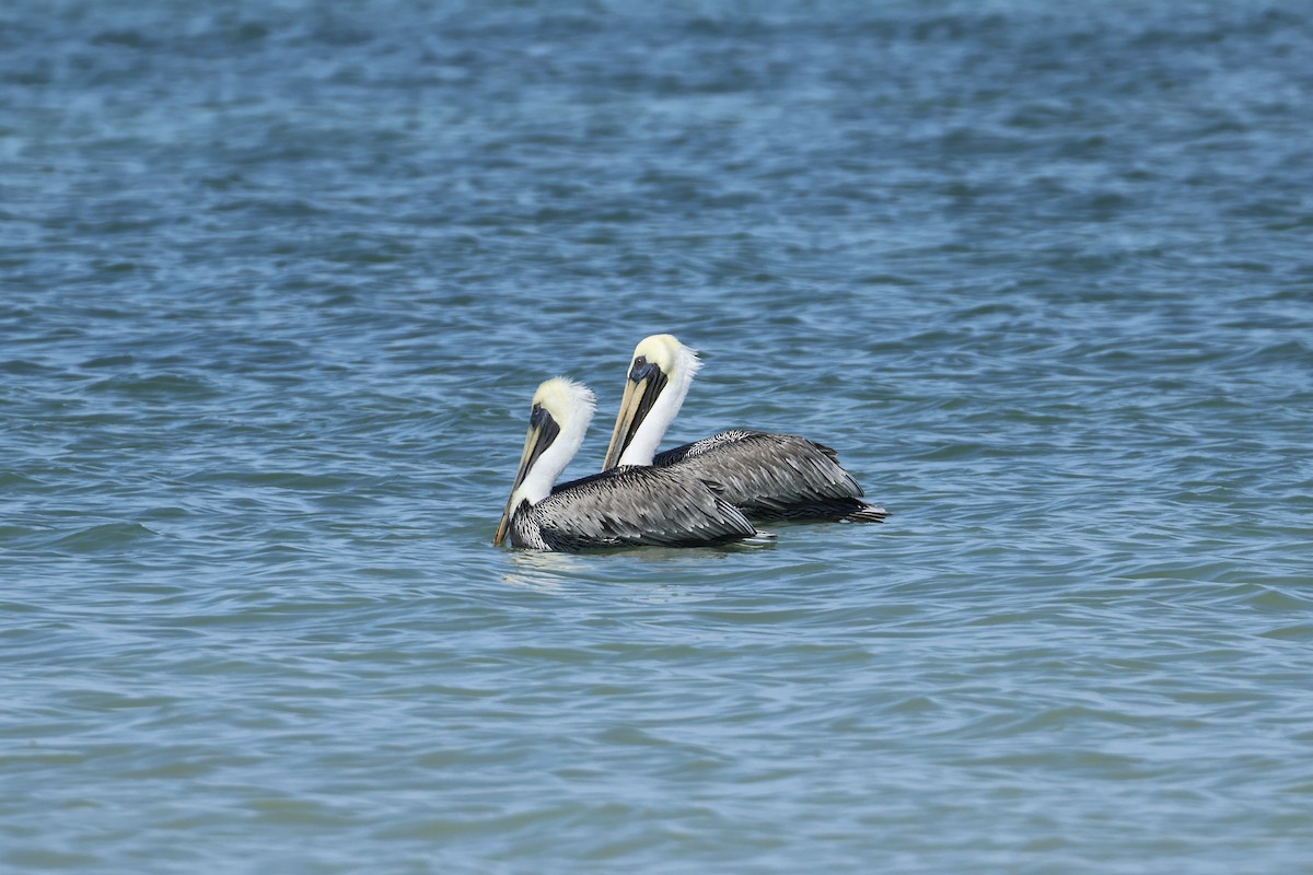 brunpelikan - ML646323724