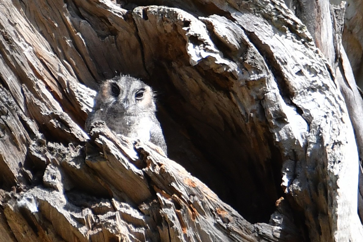 australiauglesvale - ML646323725