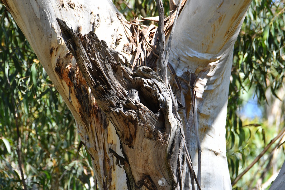 australiauglesvale - ML646323726