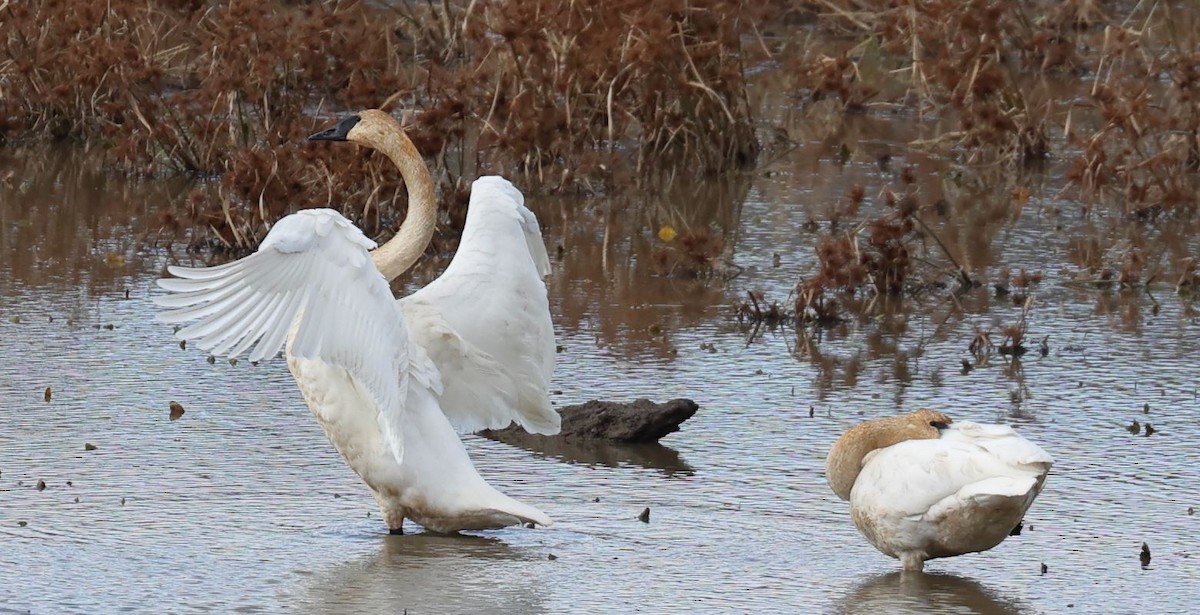 ub. svane (Cygnus sp.) - ML646323727