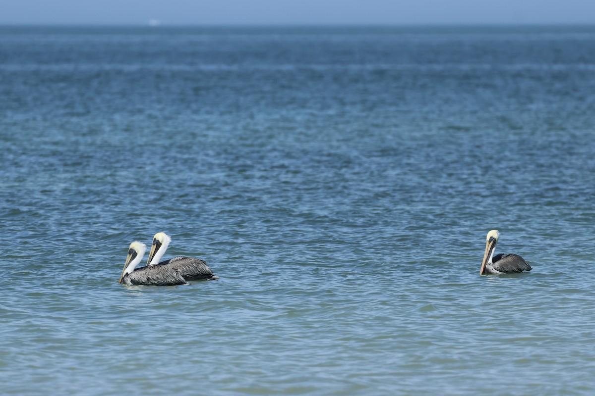 brunpelikan - ML646323728