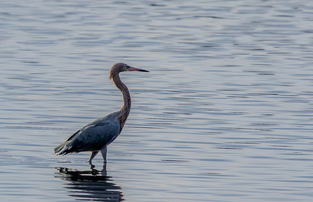 dansehegre - ML646323729