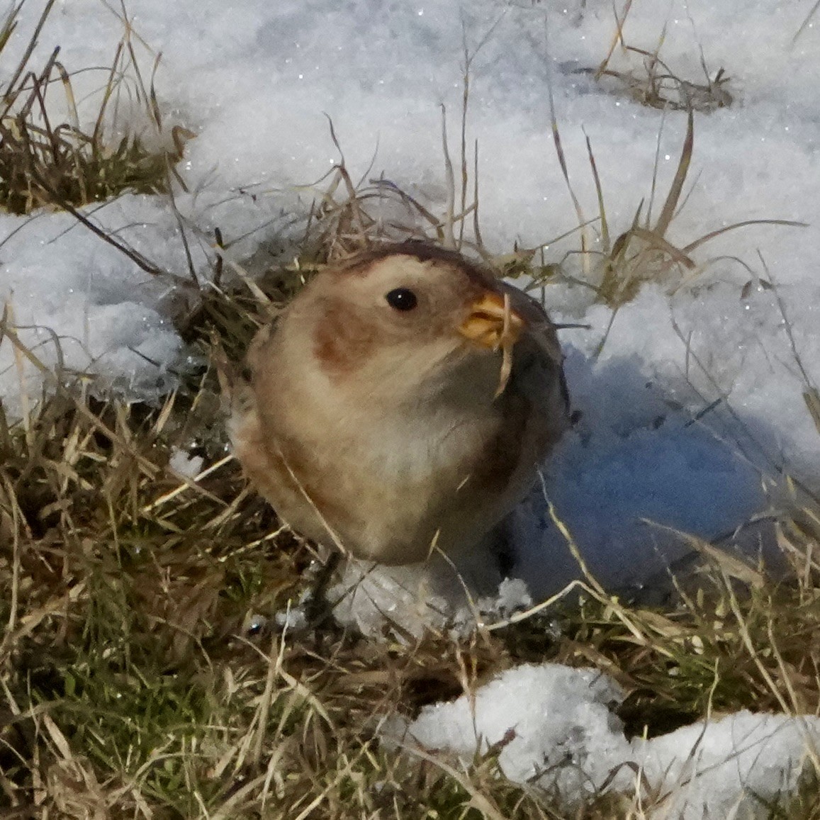 snøspurv - ML646323730