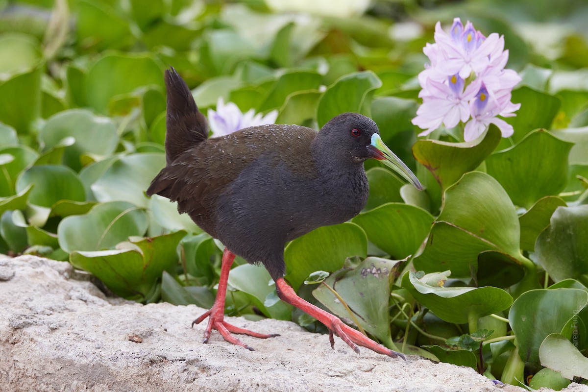 blyrikse - ML646323731