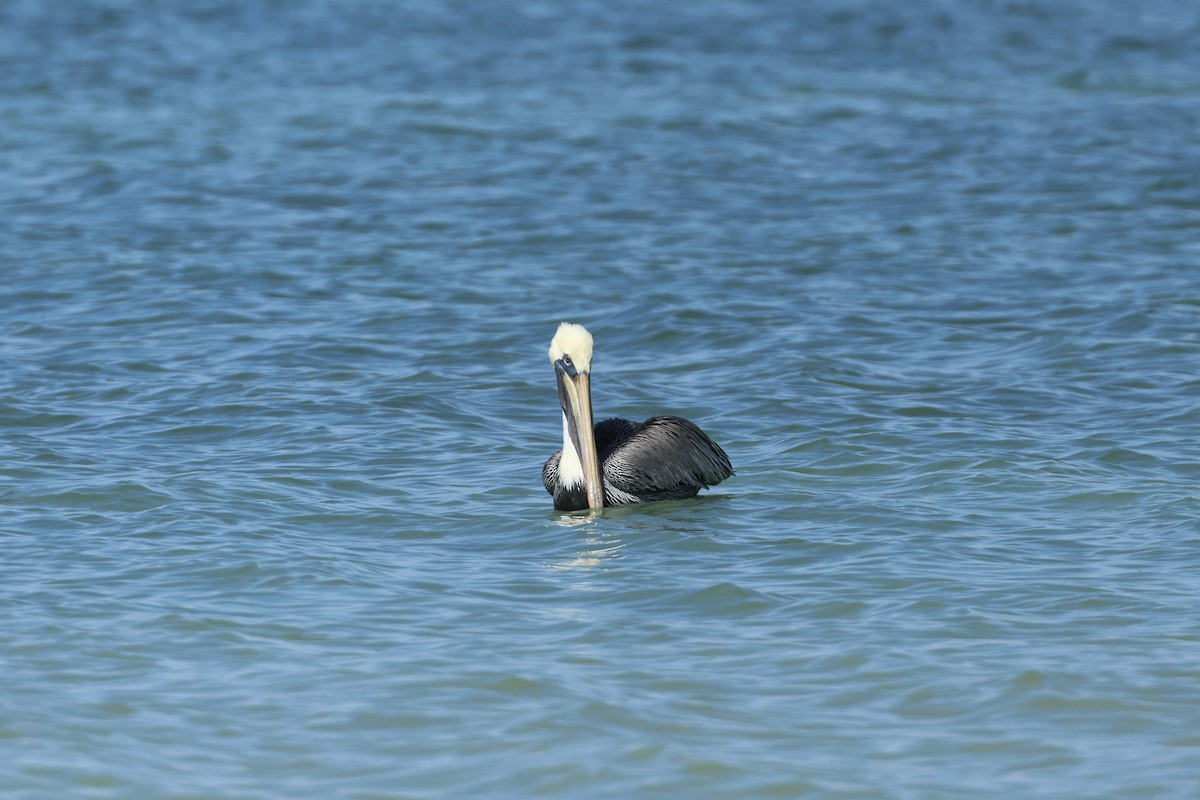 brunpelikan - ML646323732