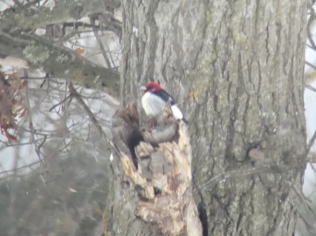 Red-headed Woodpecker - ML646323734