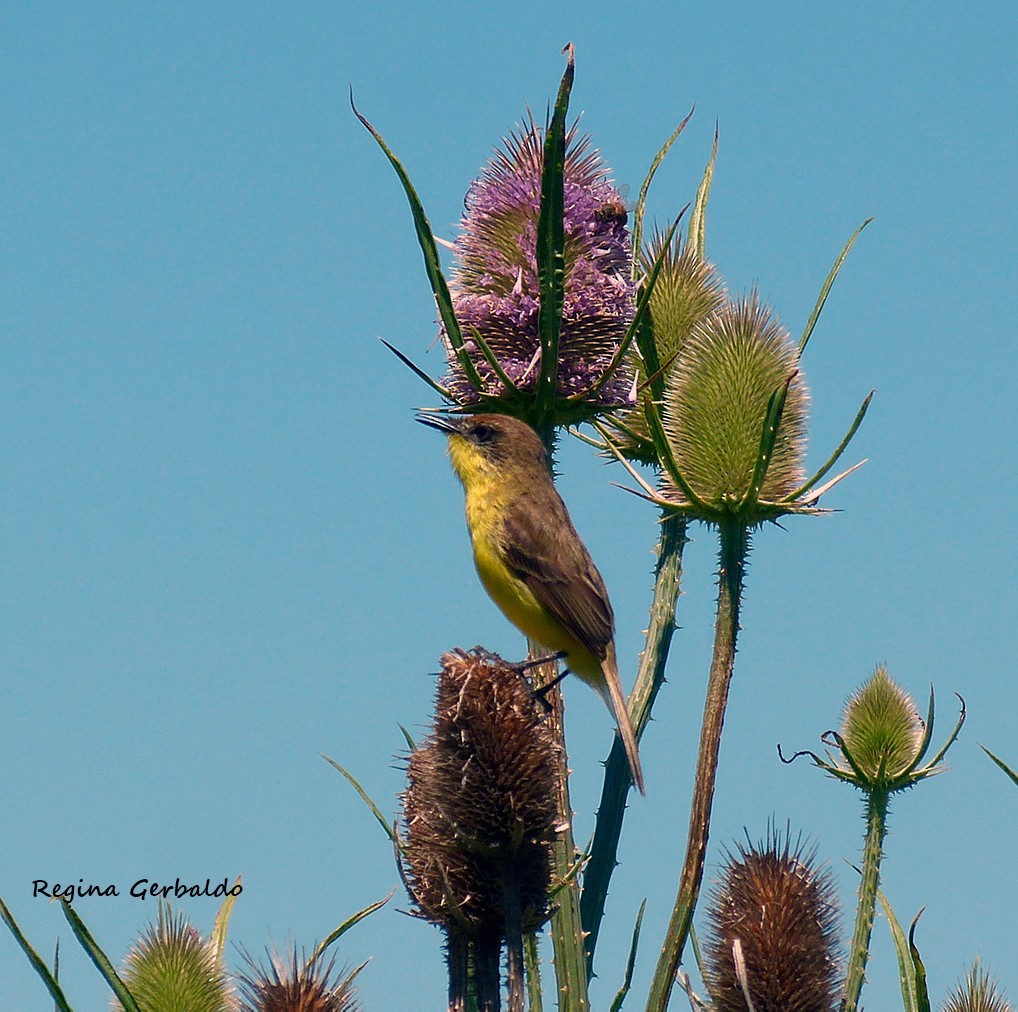 Warbling Doradito - ML646323742