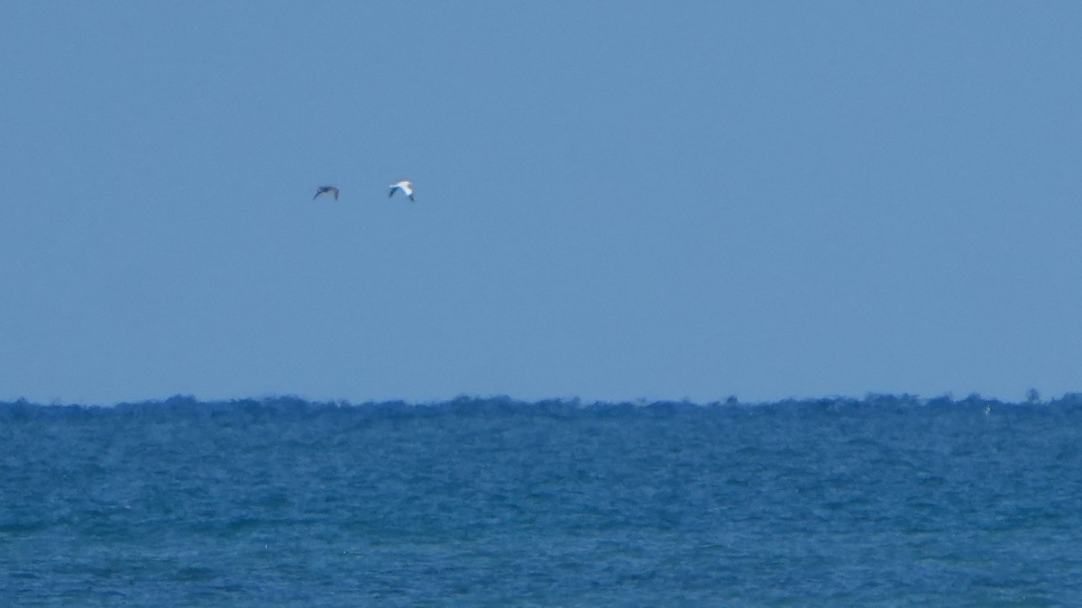 סולה מצויה - ML646323743