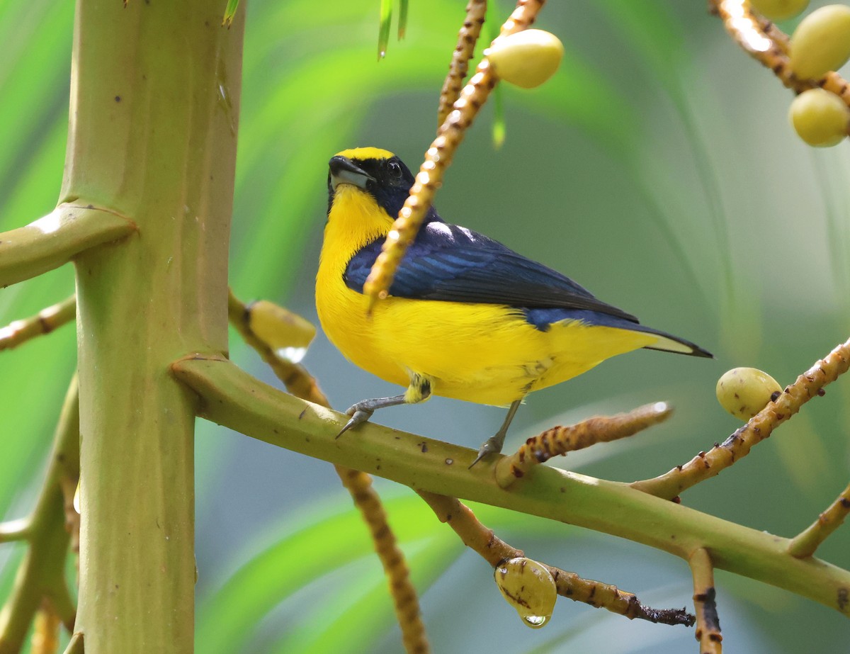 Thick-billed Euphonia - ML646323744