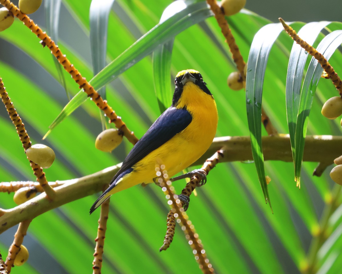 Thick-billed Euphonia - ML646323745