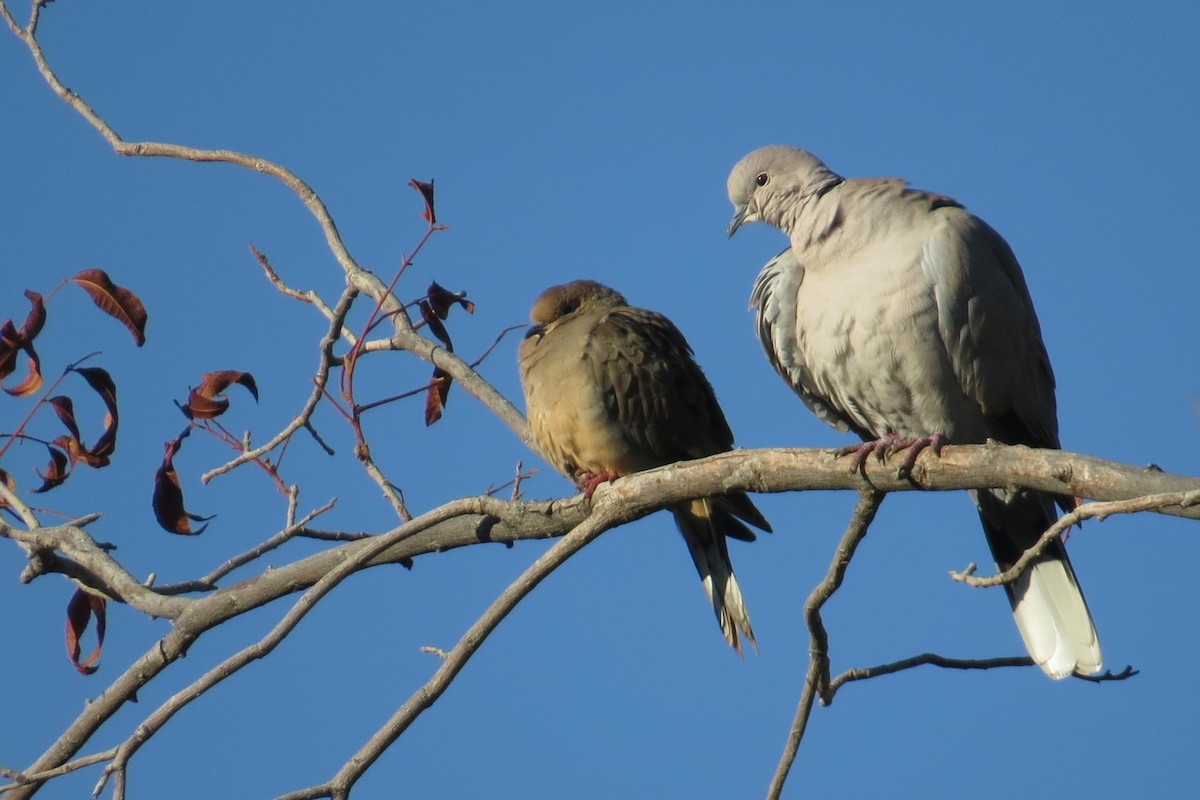 Tourterelle turque - ML646323750