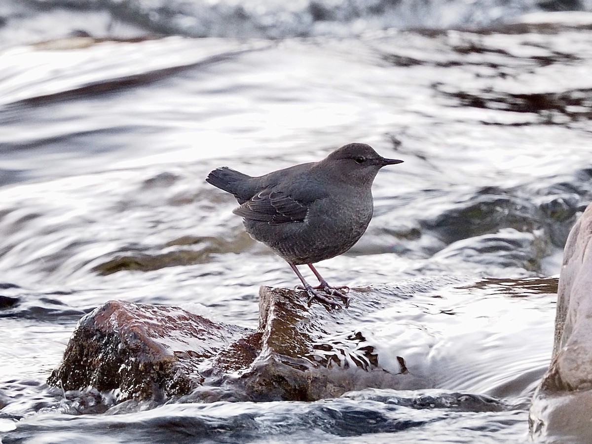 American Dipper - ML646323752