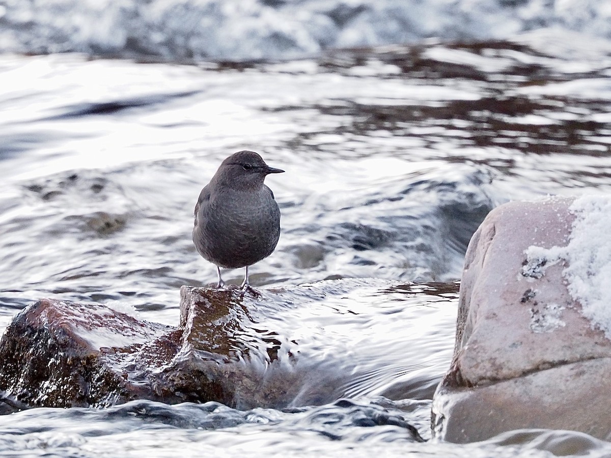 American Dipper - ML646323753