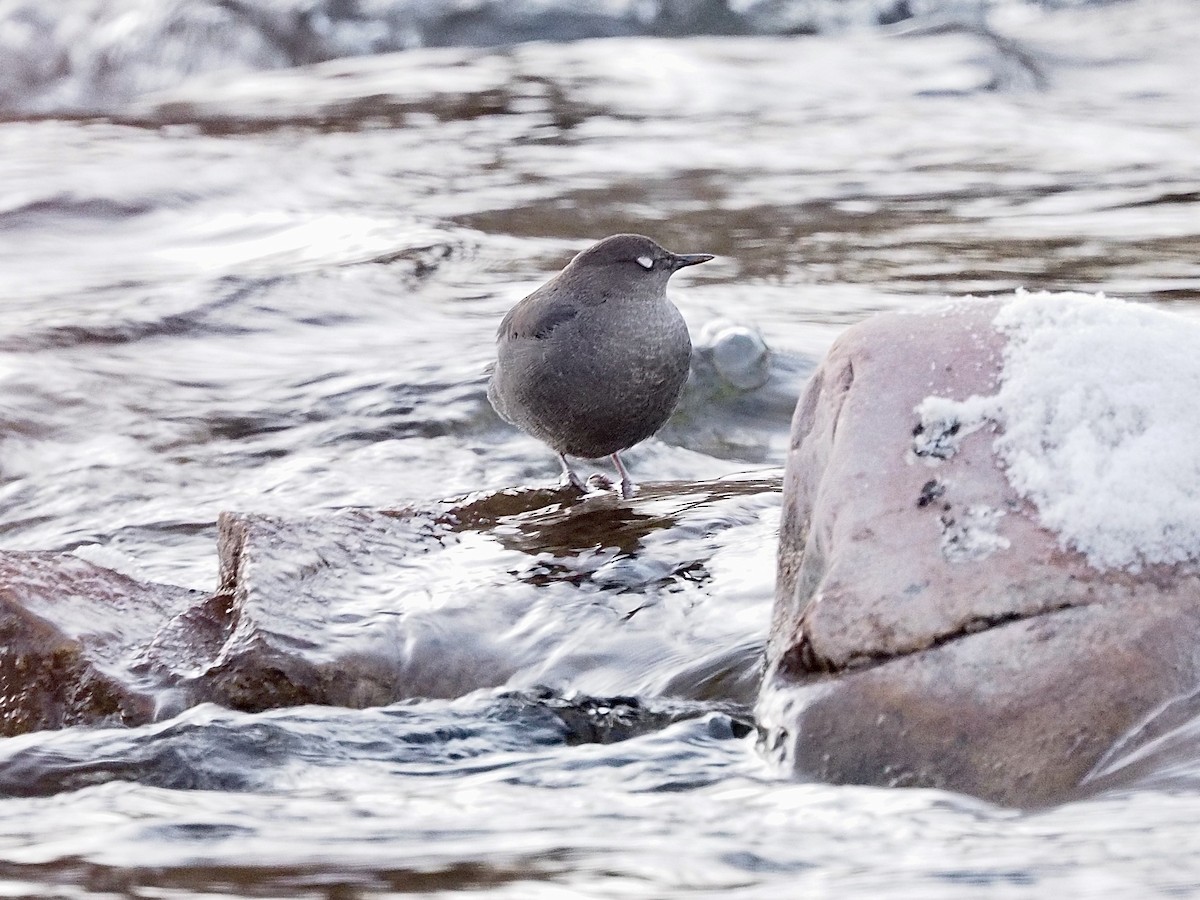 American Dipper - ML646323754
