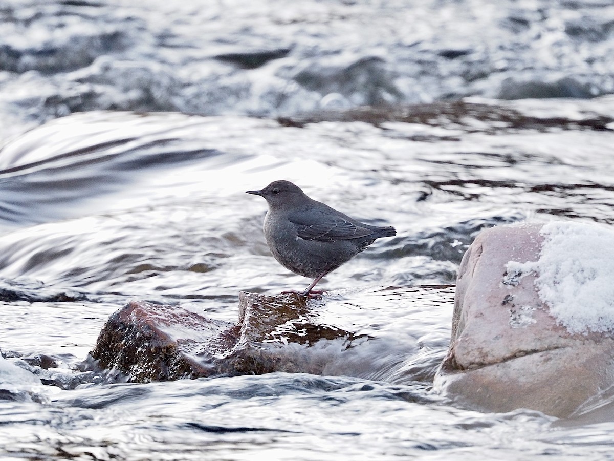 American Dipper - ML646323755