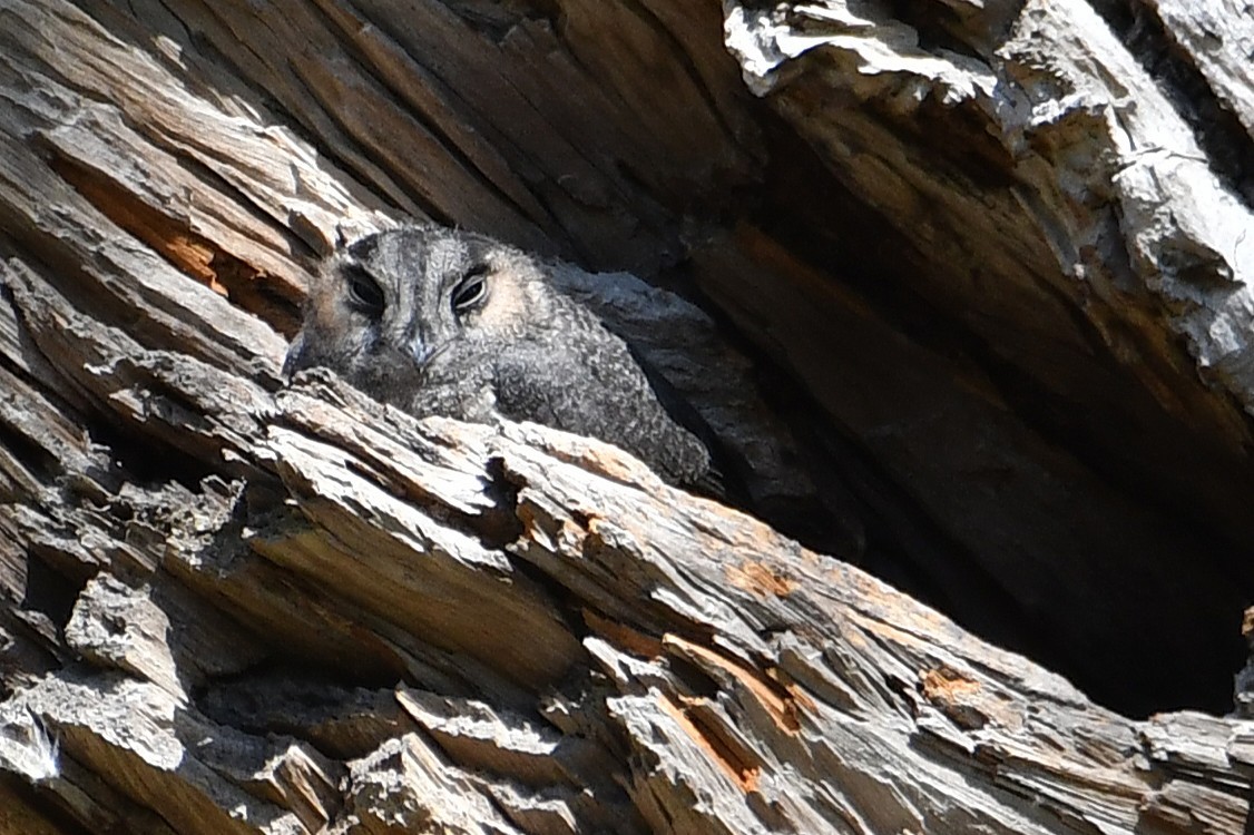 Australian Owlet-nightjar - ML646323756
